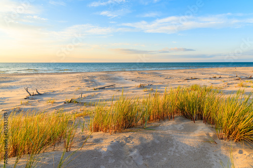 Grass on sand dune in sunset golden colors on Leba beach, Baltic Sea, Poland