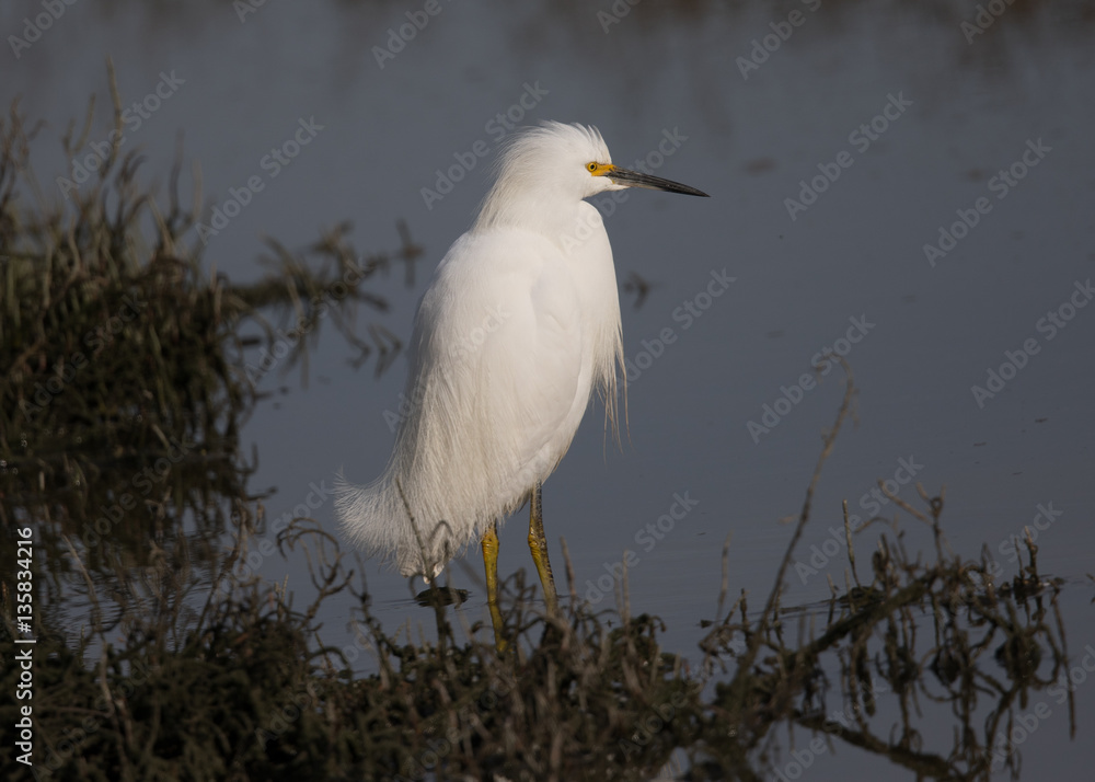 Snowy egret in a North California marsh Snowy egret in a North California marsh