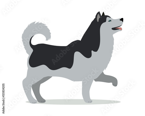 Huskies in Stand on White Background