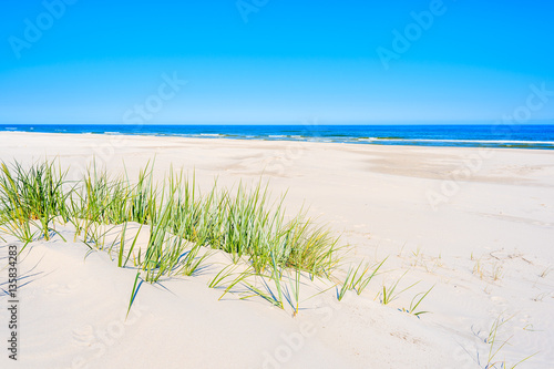 Fototapeta Naklejka Na Ścianę i Meble -  Green grass on sand dune on Lubiatowo beach, Baltic Sea, Poland