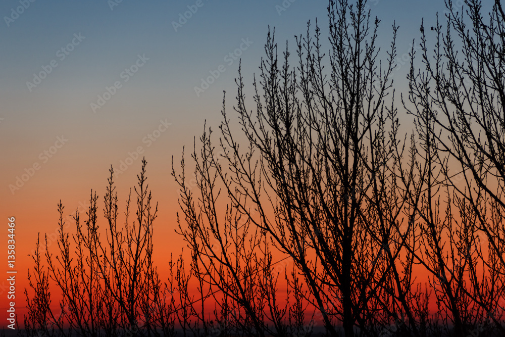 Fototapeta premium Sunset through the trees.
