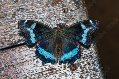 Blue Admiral butterfly photo