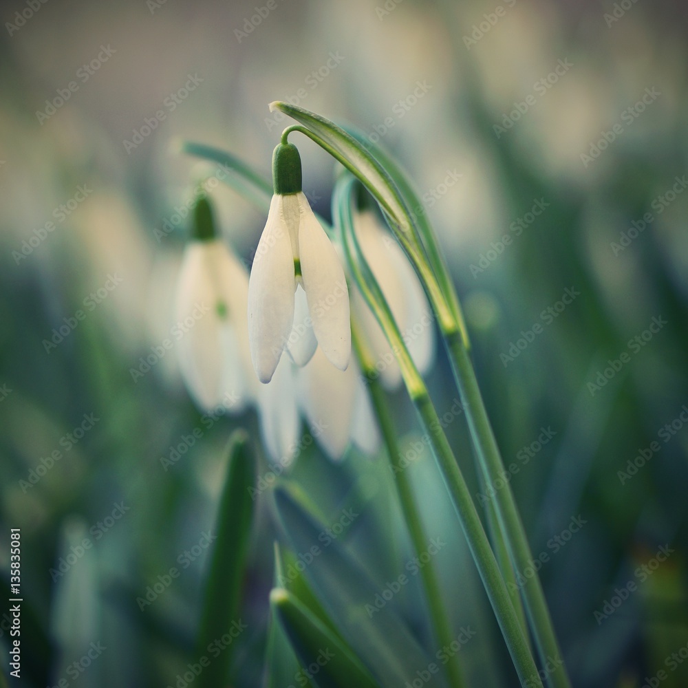 Spring flowers - snowdrops. Beautifully blooming in the grass at sunset. Amaryllidaceae - Galanthus nivalis Spring flowers - snowdrops. Beautifully blooming in the grass at sunset. Amaryllidaceae - Galanthus nivalis