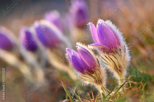 Spring flowers. Beautifully blossoming pasque flower and sun with a natural colored background. (Pulsatilla grandis)