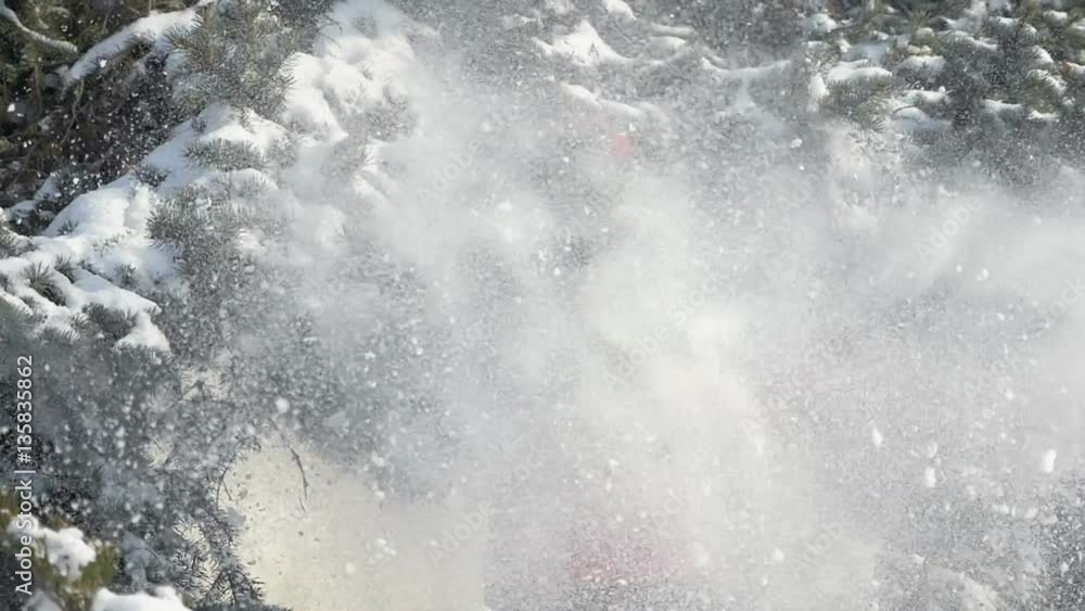 happy woman shakes the snowy fir tree branches, slow motion happy woman shakes the snowy fir tree branches, slow motion