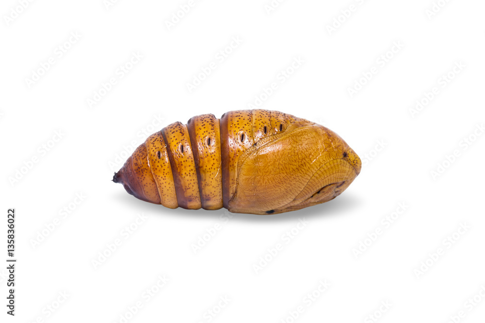 Cricula Silkmoth pupa Cricula Silkmoth pupa