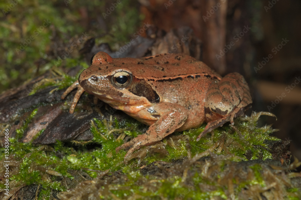 Female of Italian agile frog (Rana latastei) full of eggs, reaching the breeding site, Italy
Female of Italian agile frog (Rana latastei) full of eggs, reaching the breeding site, Italy