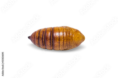 Cricula Silkmoth pupa photo