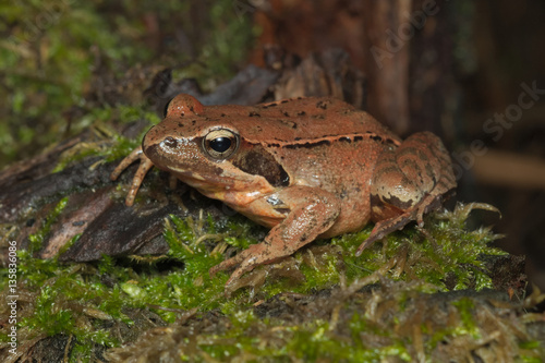 Female of Italian agile frog (Rana latastei) full of eggs, reaching the breeding site, Italy 