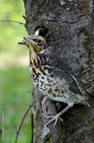 Thrush Nightingale chick next day after leaving the nest