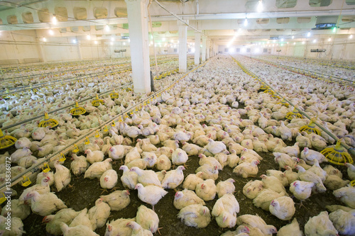 Chicken farm