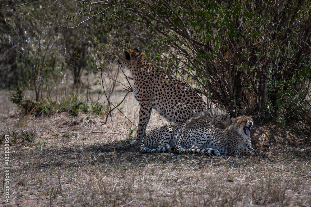 Obraz premium cheetah