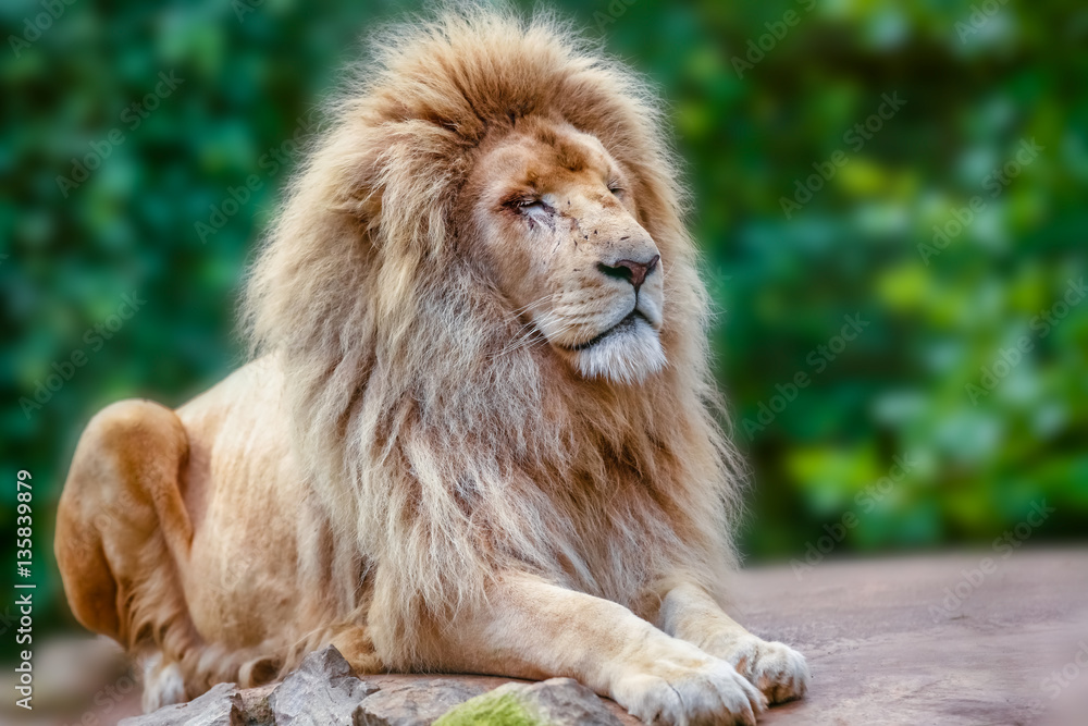 Naklejka premium Proud lion portrait