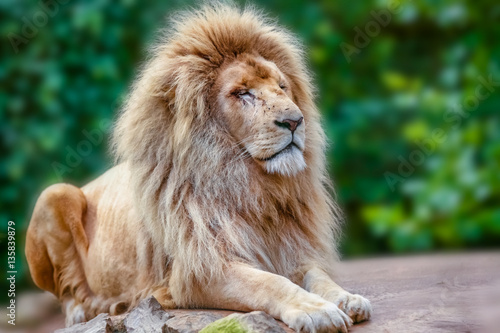 Fototapeta Naklejka Na Ścianę i Meble -  Proud lion portrait