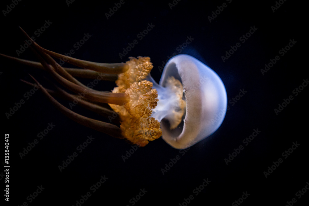 Naklejka premium Sea Life