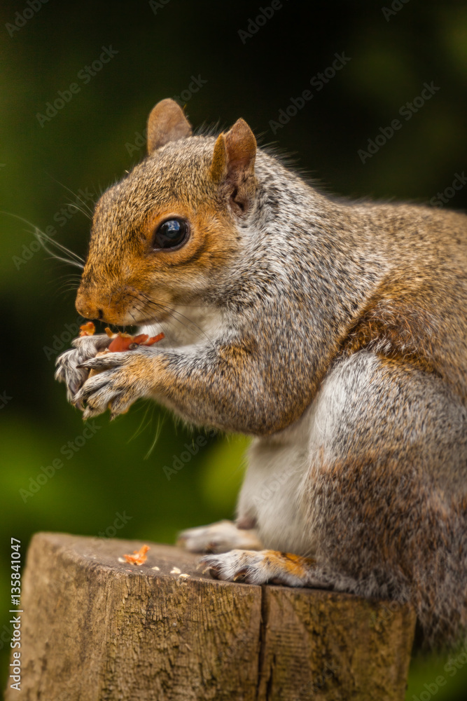 Obraz premium Squirrel eating nut