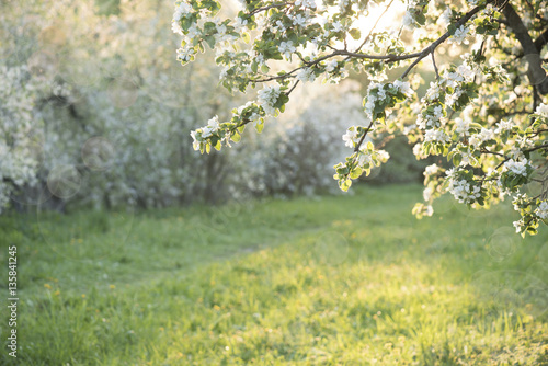 Apple blossoms over blurred nature background. Spring flowers. Nature background with bokeh
