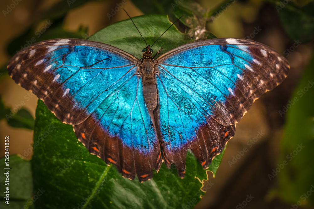 Peleides blue morpho butterfly Peleides blue morpho butterfly
