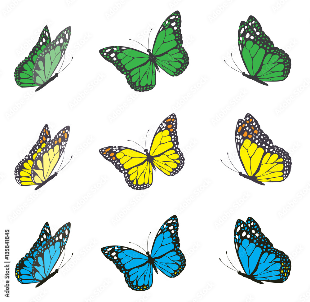 Fototapeta premium vector butterfly set