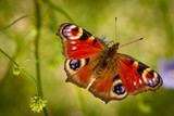 Beautiful Peacock Butterfly