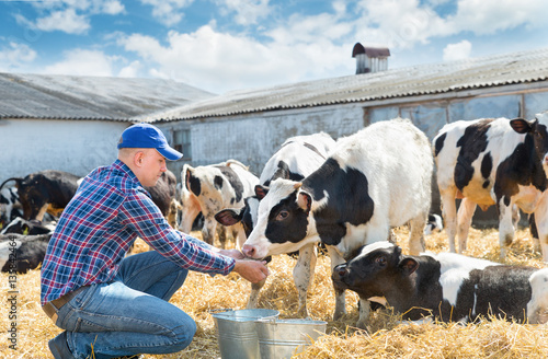 Portrait of Farmer feeding cows in farm