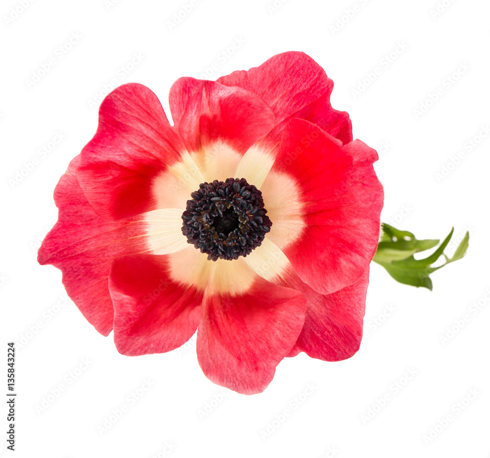 Flower head Pink anemone isolated white background Flower head Pink anemone isolated white background