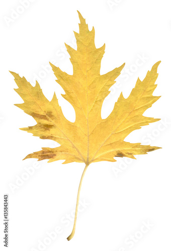 Natural autumn poplar leaf on white