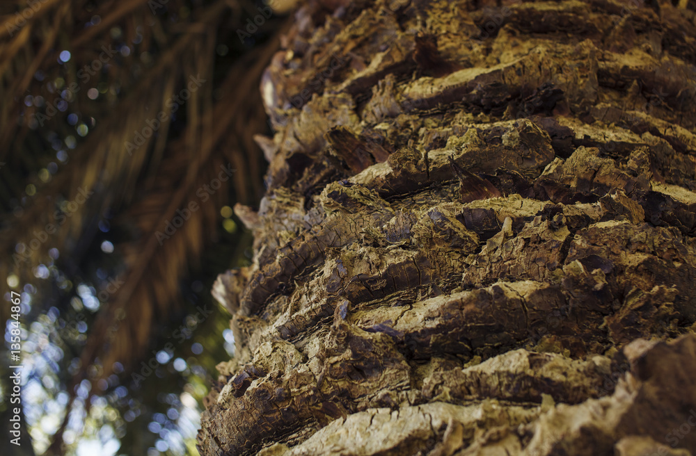 Obraz premium Close up of palm tree