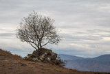 A tree near Jvari monastery, Georgia