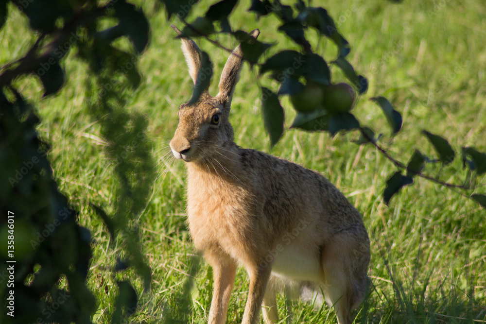 Fototapeta premium Lepre nel campo