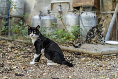 Canvas Print cats, stray cat, homeless cat,kittens