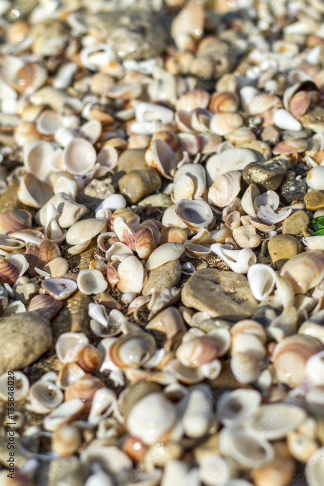 shells,stones