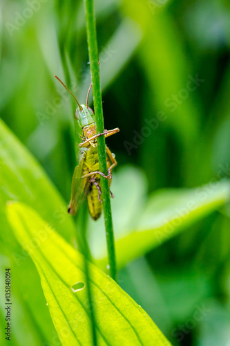 Grasshopper, Caelifera, hidden in green grass in extreme macro s