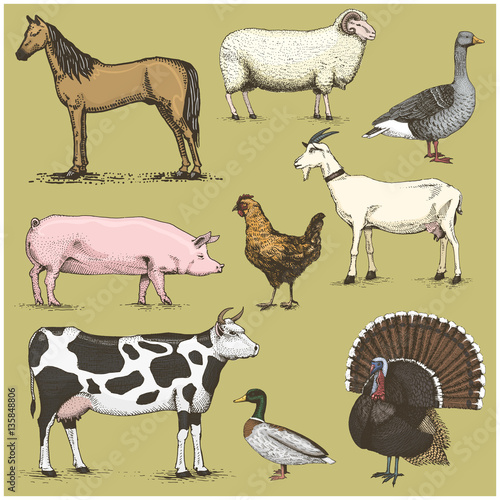 set of engraved vintage domestic, farm animals include horse and sheep, cow . chicken. goat . turkey. pig. duck with goose