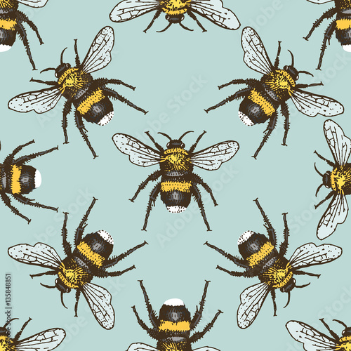 insect beetle seamless pattern, background with engraved animal hand drawn style © artbalitskiy