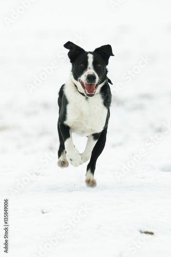 Black and white dog running in snow