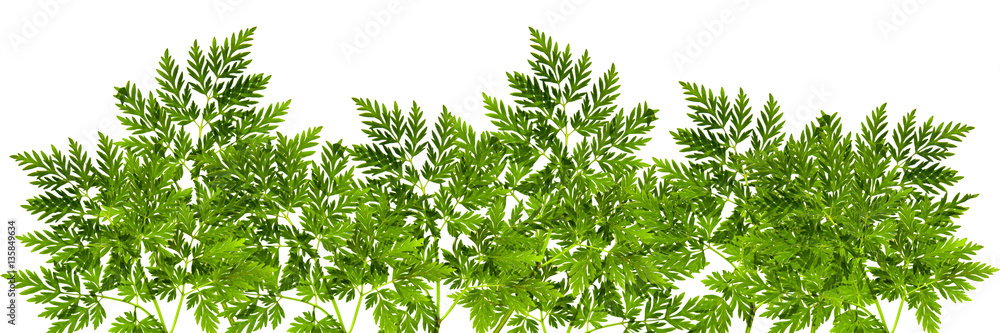 Fototapeta premium border of fresh green leaf close-up early in the spring on white