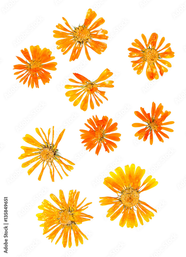 pressed delicate chrysanthemum flowers and petals pressed delicate chrysanthemum flowers and petals