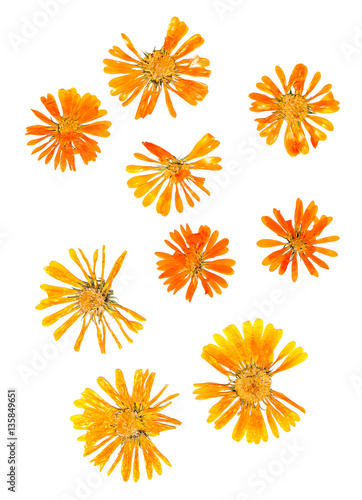 pressed delicate chrysanthemum flowers and petals
