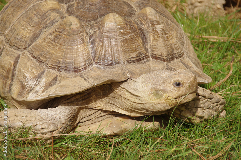 Obraz premium Landschildkröte 2