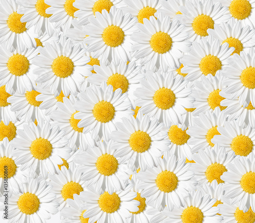 Daisies background