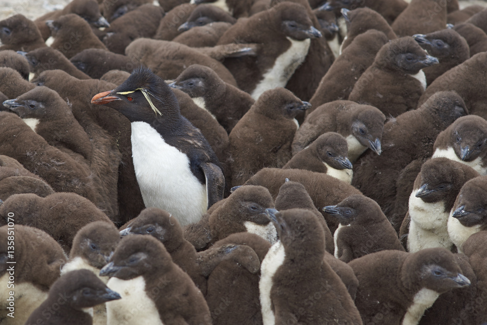Obraz premium Adult Rockhopper Penguin (Eudyptes chrysocome) standing amongst a large group of nearly fully grown chicks on the cliffs of Bleaker Island in the Falkland Islands.