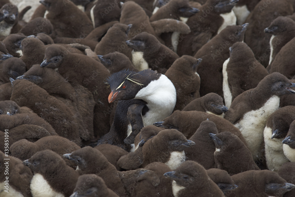 Naklejka premium Adult Rockhopper Penguin (Eudyptes chrysocome) standing amongst a large group of nearly fully grown chicks on the cliffs of Bleaker Island in the Falkland Islands.