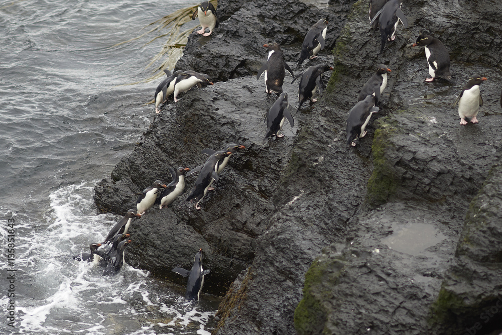 Obraz premium Rockhopper Penguins (Eudyptes chrysocome) coming ashore on the rocky cliffs of Bleaker Island in the Falkland Islands