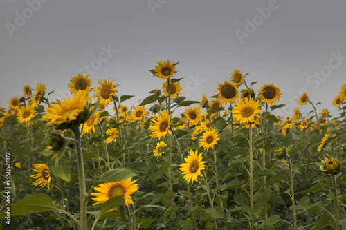 Sonnenblumen