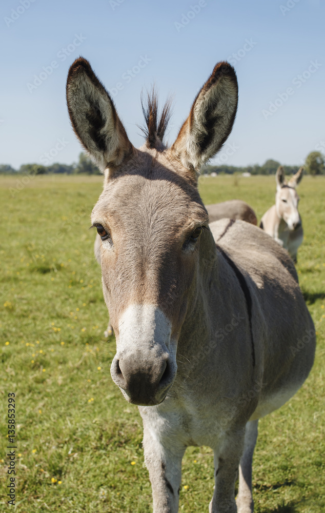 Beautiful grey donkey looking at camera Beautiful grey donkey looking at camera