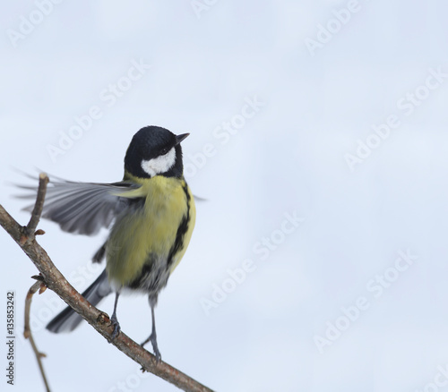        Titmouse standing on a branch, spread their wings...  © chermit