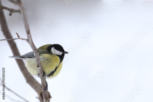 Titmouse between the two branches on the background of snow