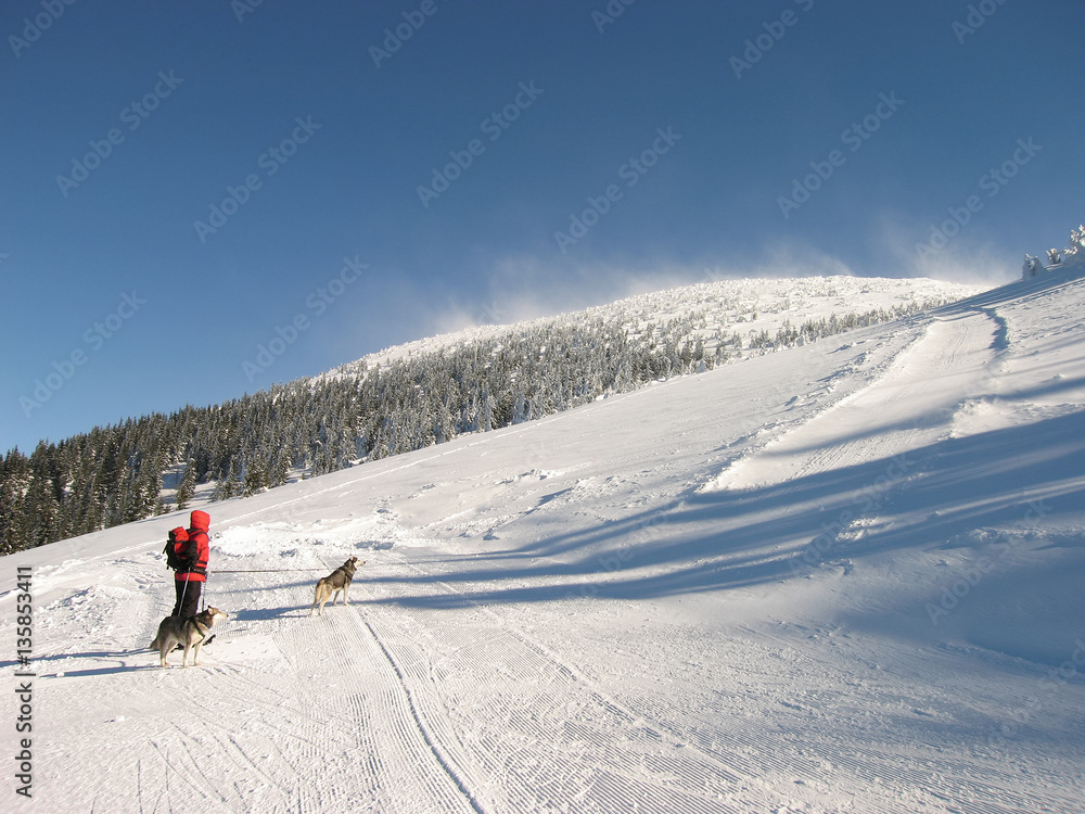 Highlander with dogs while climbing the snowy mountain peaks in the Austrian Alps in winter, hiking tourist with two husky dogs 