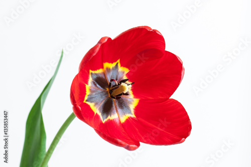 Red tulip on white background  floral wallpaper